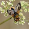 PHASIE CRASSIPENNE - 08_2018 - Jolie mouche qui parasite certaines espèces de punaises. ISABELLE TURBAN